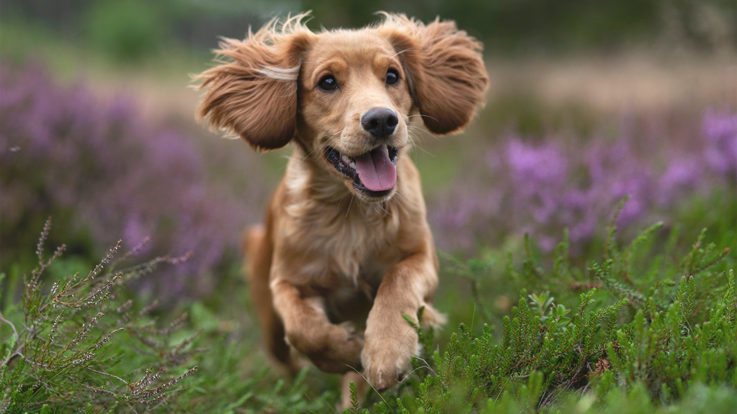 开云体育网页版入口-【智能录像判罚】自动化裁决让比赛变得更公平？，智能裁判系统