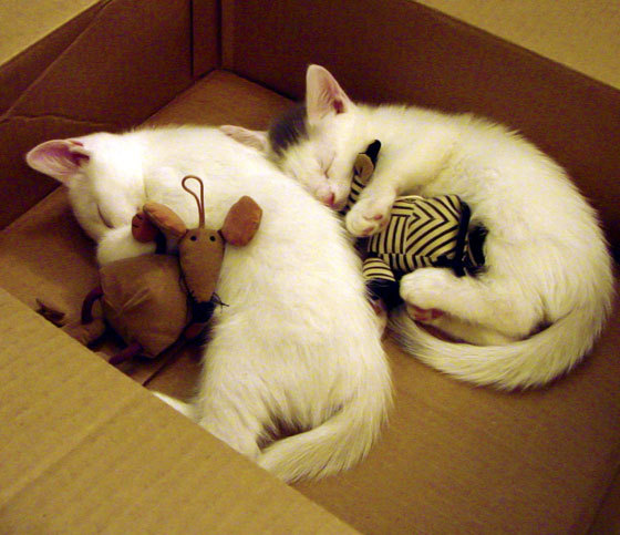 兰斯队员默契配合,连续得分,兰斯足球