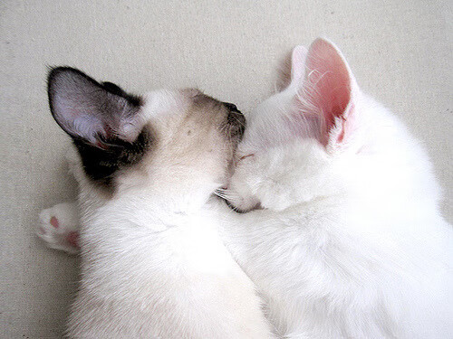 国际连环自行车赛，速度、耐力与技巧的巅峰对决，自行车环球比赛