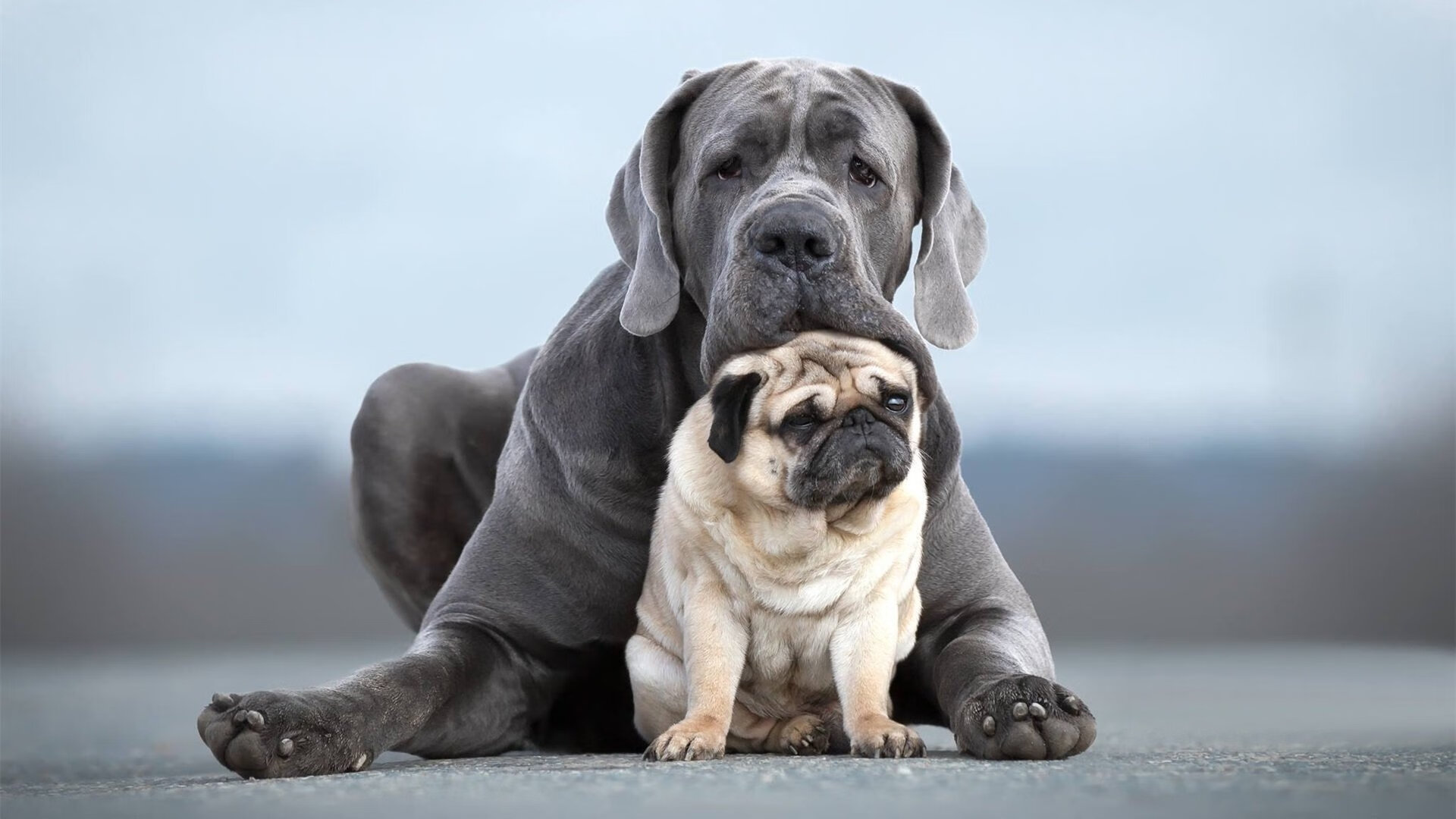 女子网球公开赛中国选手表现突出，晋级八强，女子网球职业赛事