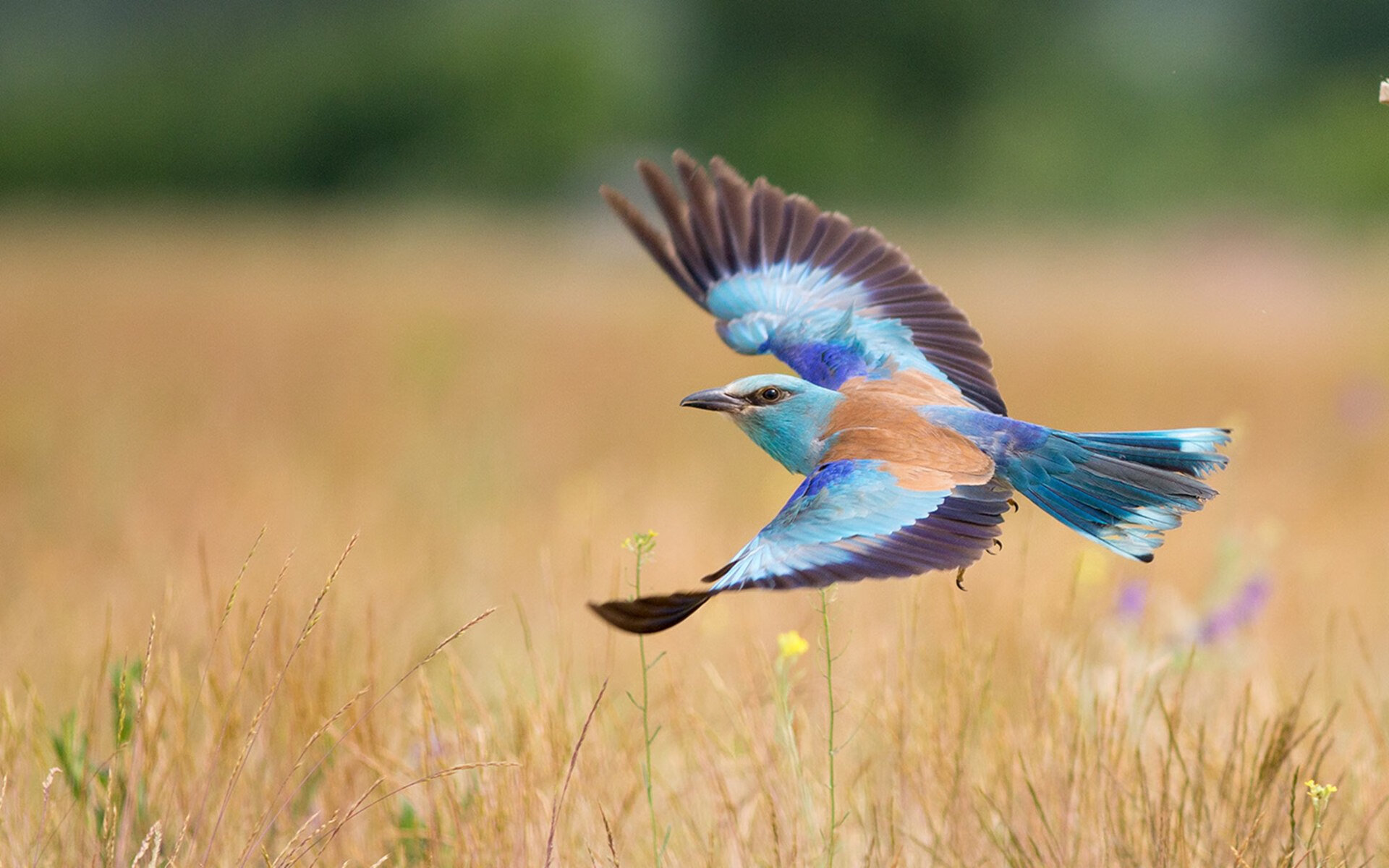 开云官网-墨西哥马术协会引入智能马鞍系统，实现实时数据监测与分析，提升骑乘体验。