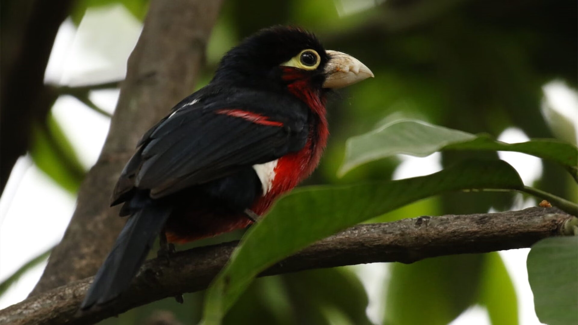 墨西哥马术协会引入智能马鞍系统,实现实时数据监测与分析,提升骑乘体验。